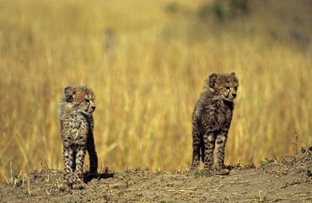 Cheetah cubs (Acinonyx jubatus), Masai Mara National Park, Kenyaの写真素材