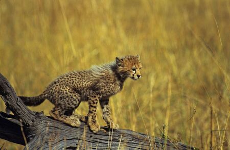 Cheetah cub on log (Acinonyx jubatus), Masai Mara National Park, Kenyaの写真素材