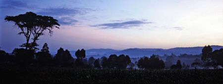 Tree silhouettes and maize fields at dawn, Cherangani Hills, Kenyaの写真素材