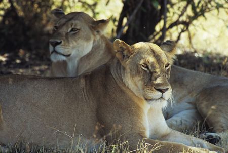 Lions (Panthera leo), Masai Mara National Park, Kenyaの写真素材