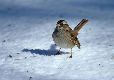 White throated sparrow (Zonotrichia leucophrys) in winter, Riverside Park, New York Cityの写真素材