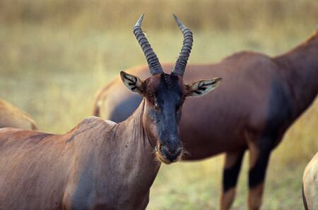 Topi, or Tsessebe (Damaliscus lunatus), Masai Mara National Park, Kenya