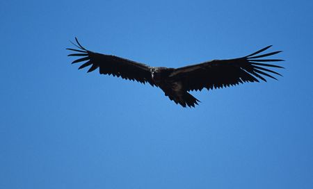 Vulture in flight, Masai Mara National Park, Kenya