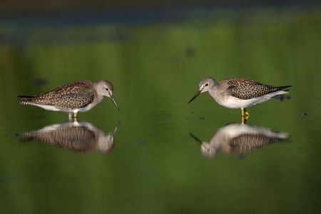 Lesser yellowlegs (Tringa flavipes), Jamaica Bay Wildlife Refuge, New Yorkの写真素材