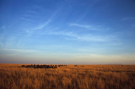 Burchell's zebra (Equus burchelli) and blue wildebeest (Connochaetes taurinus), Masai Mara National Park, Kenyaの写真素材