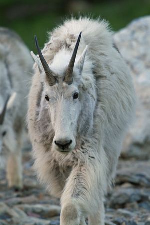 Mountain goat (Oreamnos americanus), Glacier National Park, Montanaの写真素材