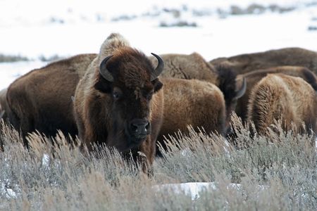 American bison (Bison bison), Yellowstone National Park, Wyoming