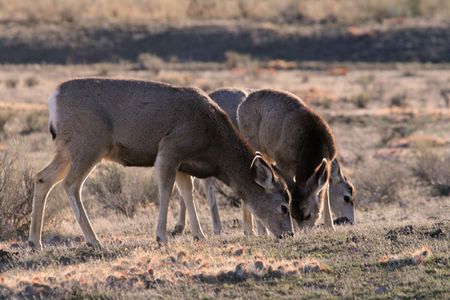 Mule deer (Odocoileus hemionus), Yellowstone National Park, Wyoming