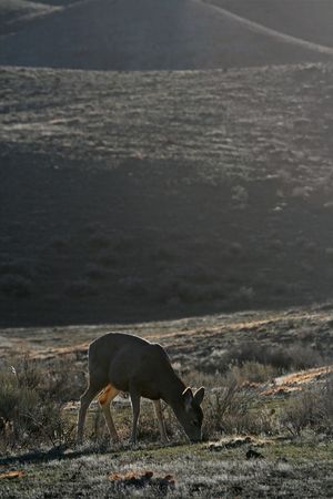Mule deer (Odocoileus hemionus), Yellowstone National Park, Wyomingの写真素材