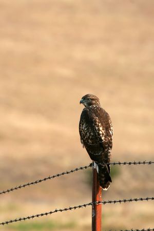 Red-tailed hawk (Buteo jamaicensis) on fence, National Bison Range, Montanaの写真素材