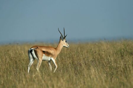 Grants gazelle (Gazella granti), Maasai Mara Game Reserve, Kenyaの写真素材