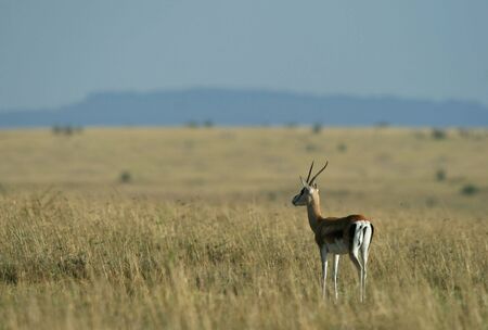 Grants gazelle (Gazella granti), Maasai Mara Game Reserve, Kenyaの写真素材
