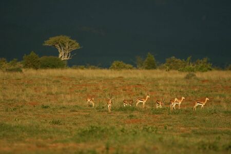 Grants gazelle (Gazella granti), Mpala Research Center, Laikipia, Kenyaの写真素材