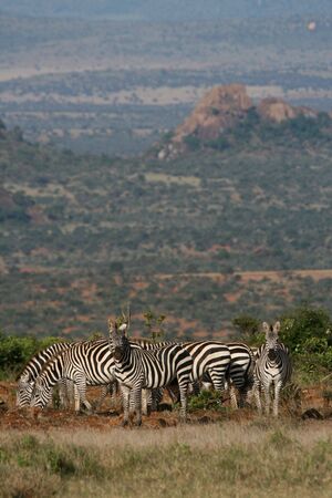 Plains zebra (Equus burchelli), Mpala Research Center, Laikipia, Kenyaの写真素材