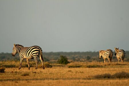 Plains zebra (Equus burchelli), Mpala Research Center, Laikipia, Kenyaの写真素材