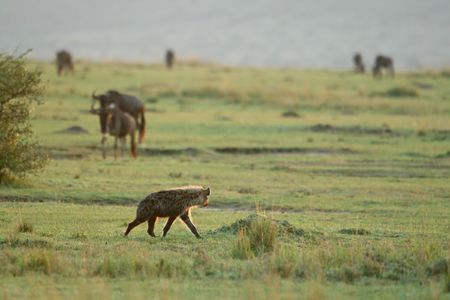 Spotted hyena (Crocuta crocuta), Masai Mara Game Reserve, Kenyaの写真素材