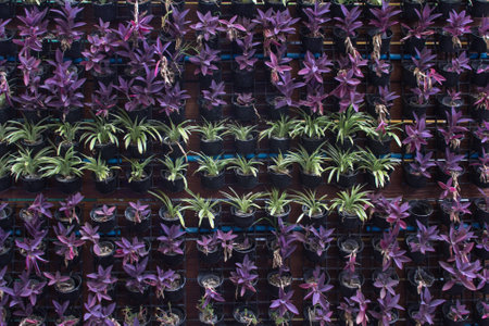 Ornamental plants on the wallの写真素材