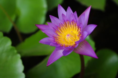 Water lily and leafの写真素材