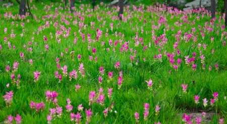 Siam tulip at Chaiyaphum , Thailandの写真素材
