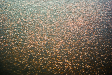 Fish ponds on the sea in Thailandの写真素材