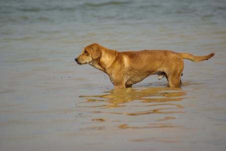 Labrador Retriever dog is hot, it swim in lake.の写真素材