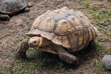 African Spurred Tortoise  Geochelone sulcata の写真素材
