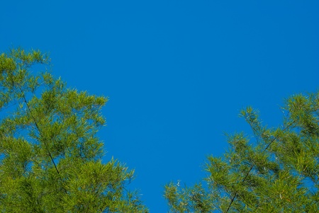 bamboo trees and blue sky background