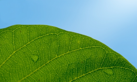 leaf of a plant closeup on blue skyの写真素材