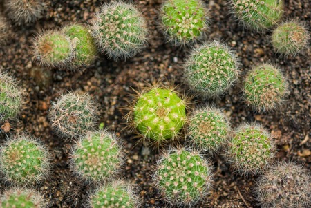golden ball cactus in plant nurseryの写真素材