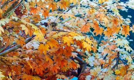 Beautiful Colorful Autumn Leaves / green, yellow, orange, redの写真素材