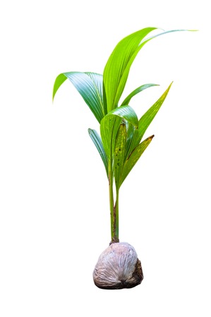 Sprout of coconut tree isolate on white backgroundの写真素材