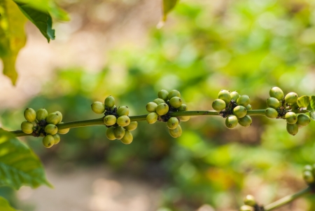 Coffee tree with ripe berries on farmの写真素材