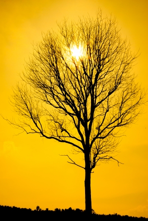 dead tree silhouettes on sun set backgroundの写真素材