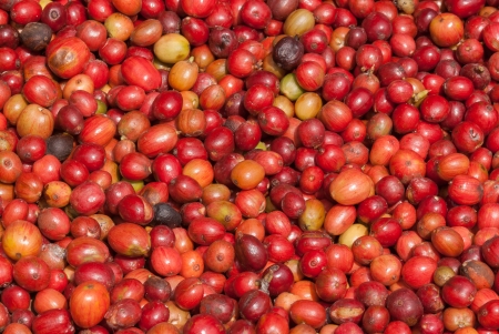 Close up red berries coffee beansの写真素材