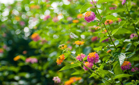 Lantana Flower on blur backgroundの写真素材