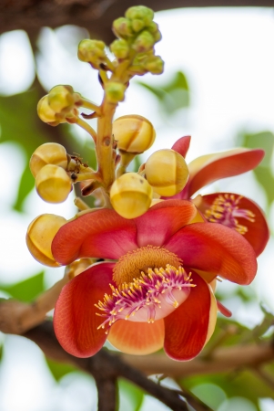 Cannonball tree which is special significance in Buddhist religion and often planted in Buddhist temples.の写真素材