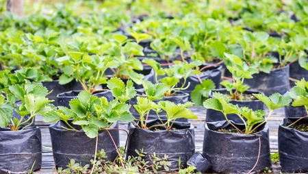 Young strawberry on nursery plant の写真素材