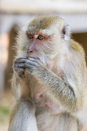 Monkey,  Long-tailed macaque, Crab-eating macaque.