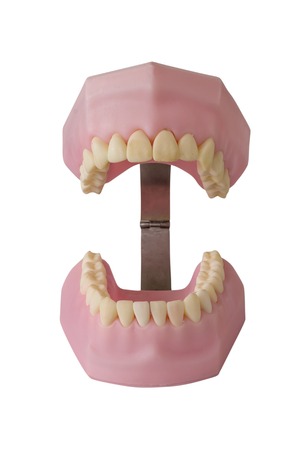 Teeth model on isolated white background