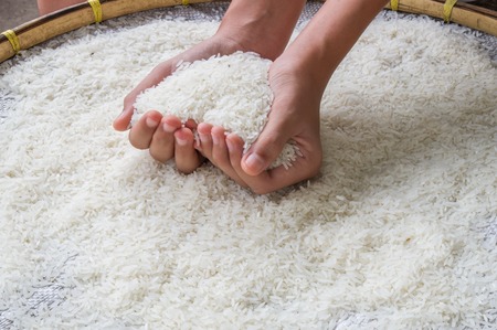 Thai jasmine rice on handの写真素材