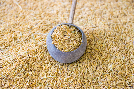 Thai  jasmine rice in a wood bowl.の写真素材