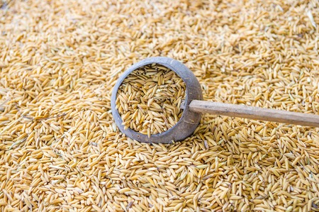 Thai  jasmine rice in a wood bowl.の写真素材
