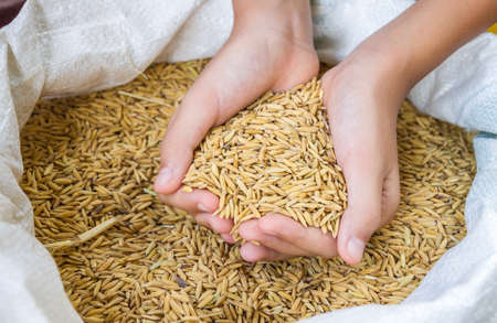 Thai jasmine rice on handの写真素材