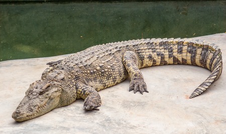 Crocodile is between land and waterの写真素材