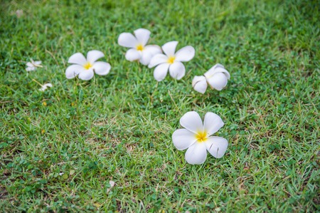 Plumeria flowers on green grassの写真素材