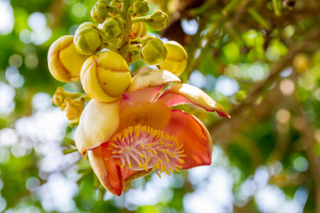 Cannonball treeの写真素材
