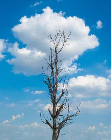 Dead tree with blue sky and cloud backgroundの写真素材