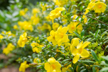 Allamanda, beautiful yellow flowerの写真素材