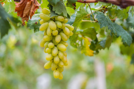 Fresh bunch of white grapes on the fieldの写真素材