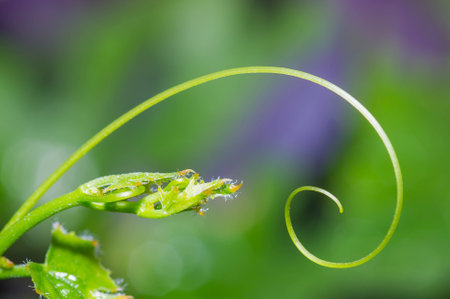 abstract macro background Coccinia grandisの写真素材